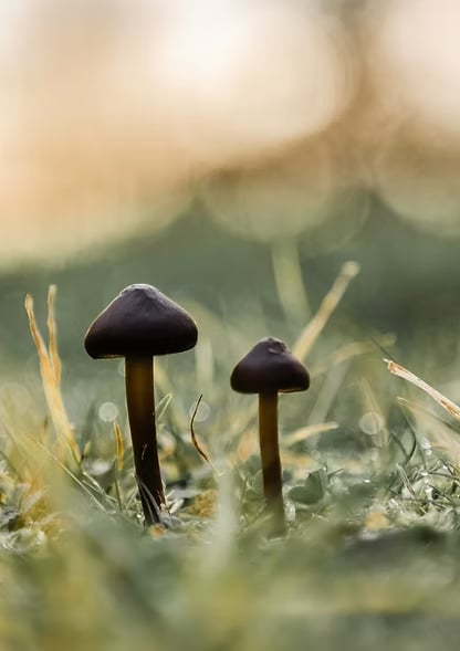 3-dagars guidad psilocybinretreat i naturen (Nederländerna)
