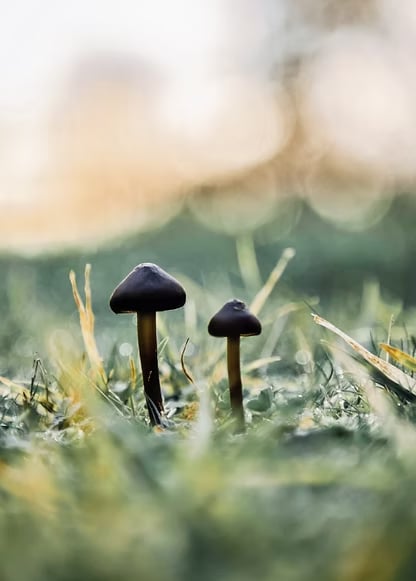 3-dagars psilocybin-retreat för kvinnor i Nederländerna