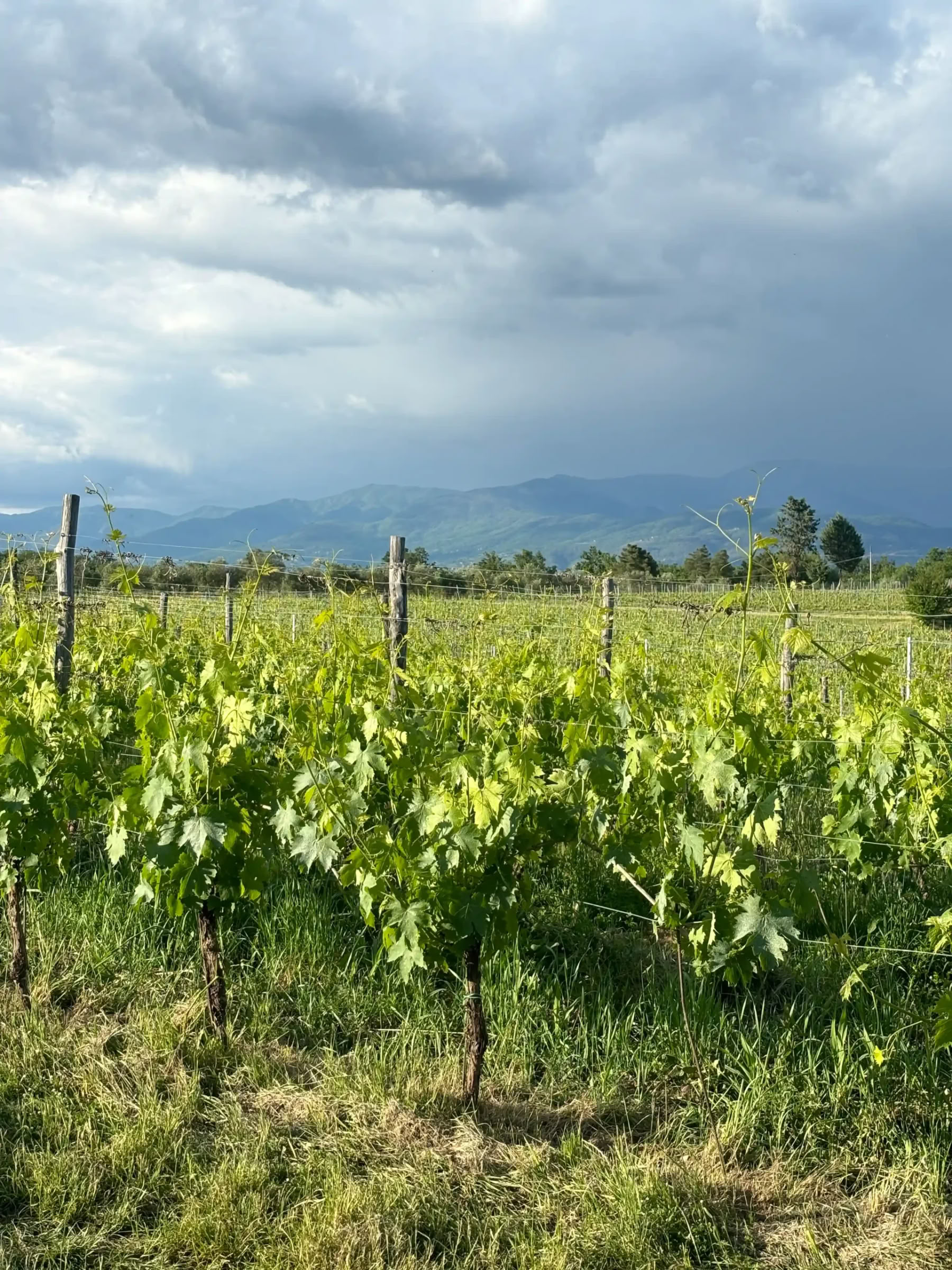 Yoga- och träningsretreat i Toscana