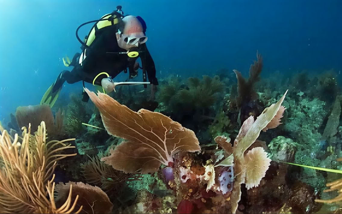 Dykning vid Menjangan Island