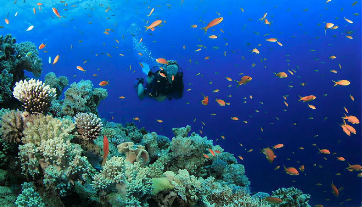Dykning vid Menjangan Island