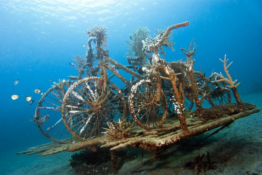 Pemuteran-tur med snorkling