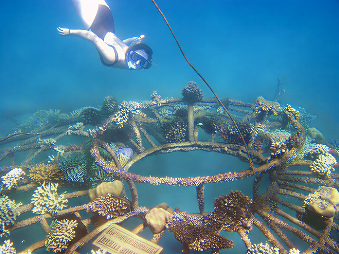 Pemuteran-tur med snorkling