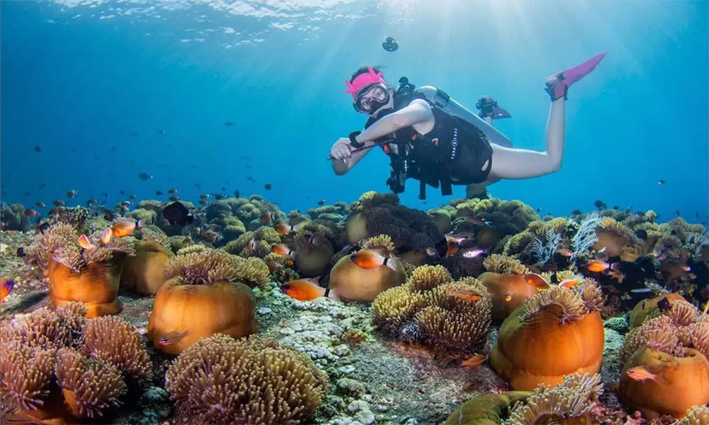 Menjangan Island - Rolig dykutflykt