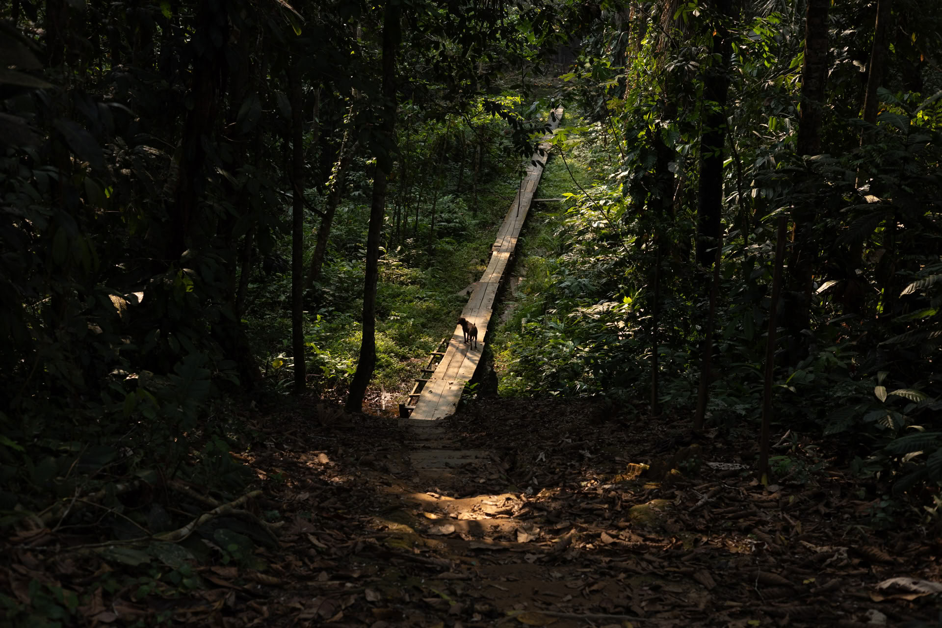 Öppet ayahuaskaretreat hos Psychonauta Tribe