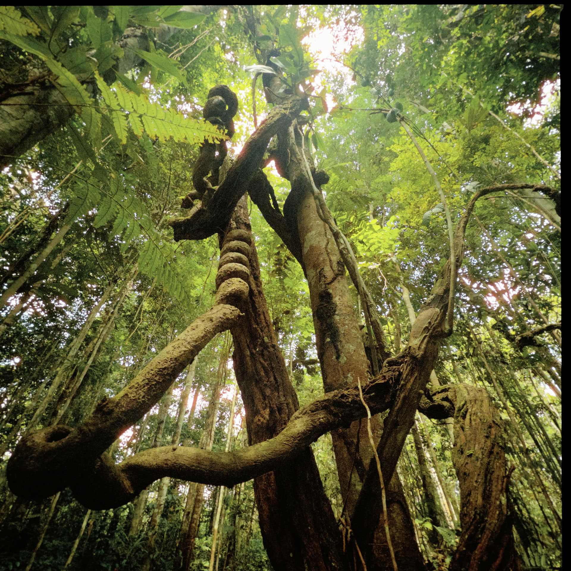 Öppen ayahuasca-retreat