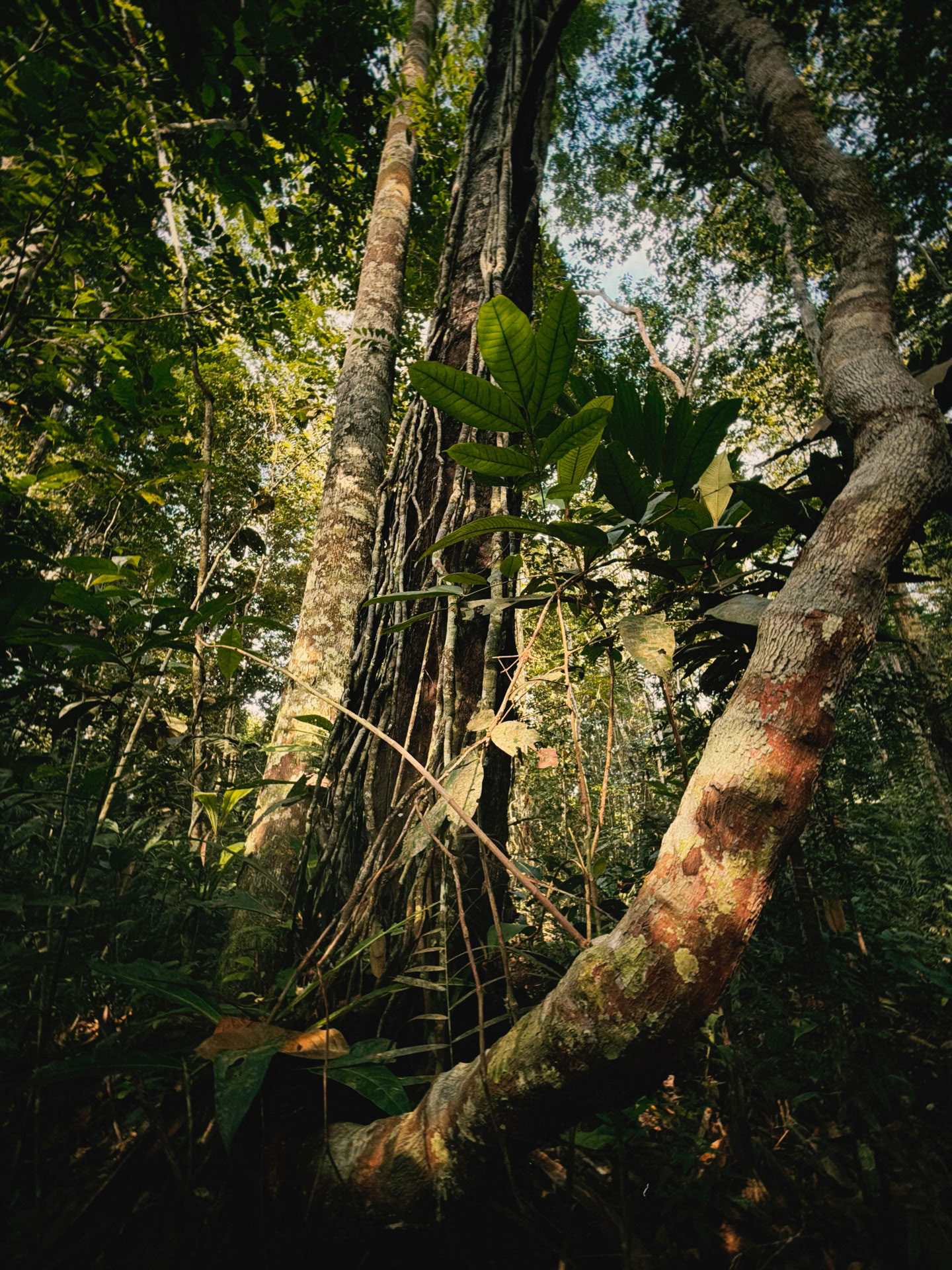 Öppen ayahuasca-retreat