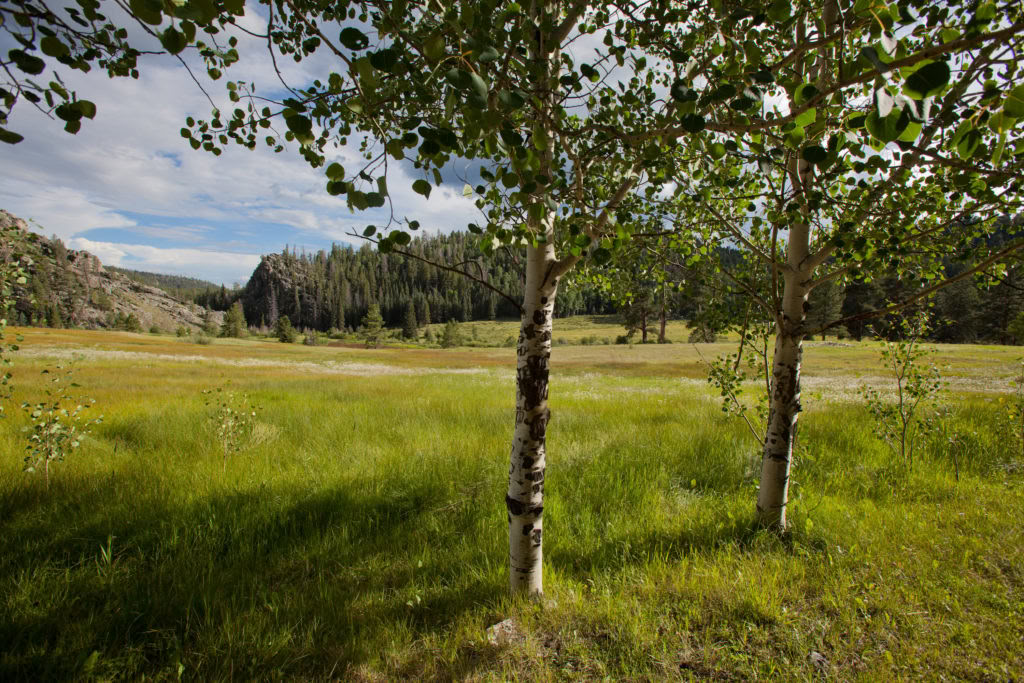 Efter att ha gått till skogen