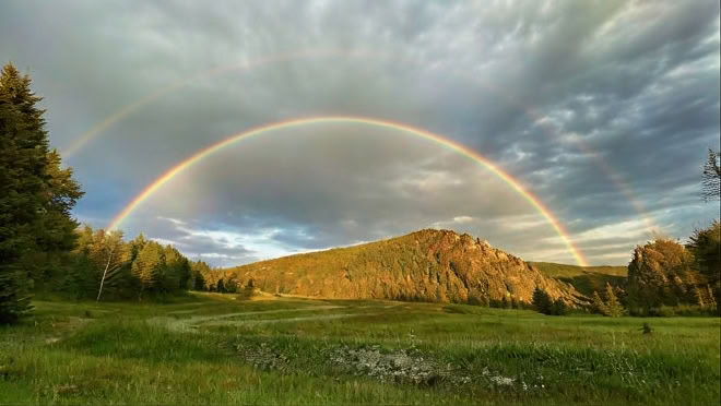 Efter att ha gått till skogen