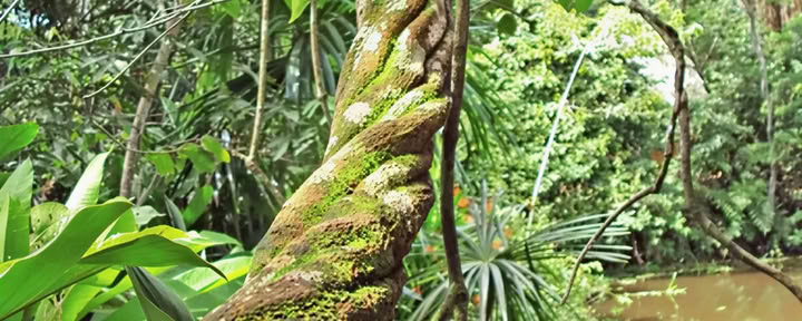 Mästare Ayahuasca-retreat