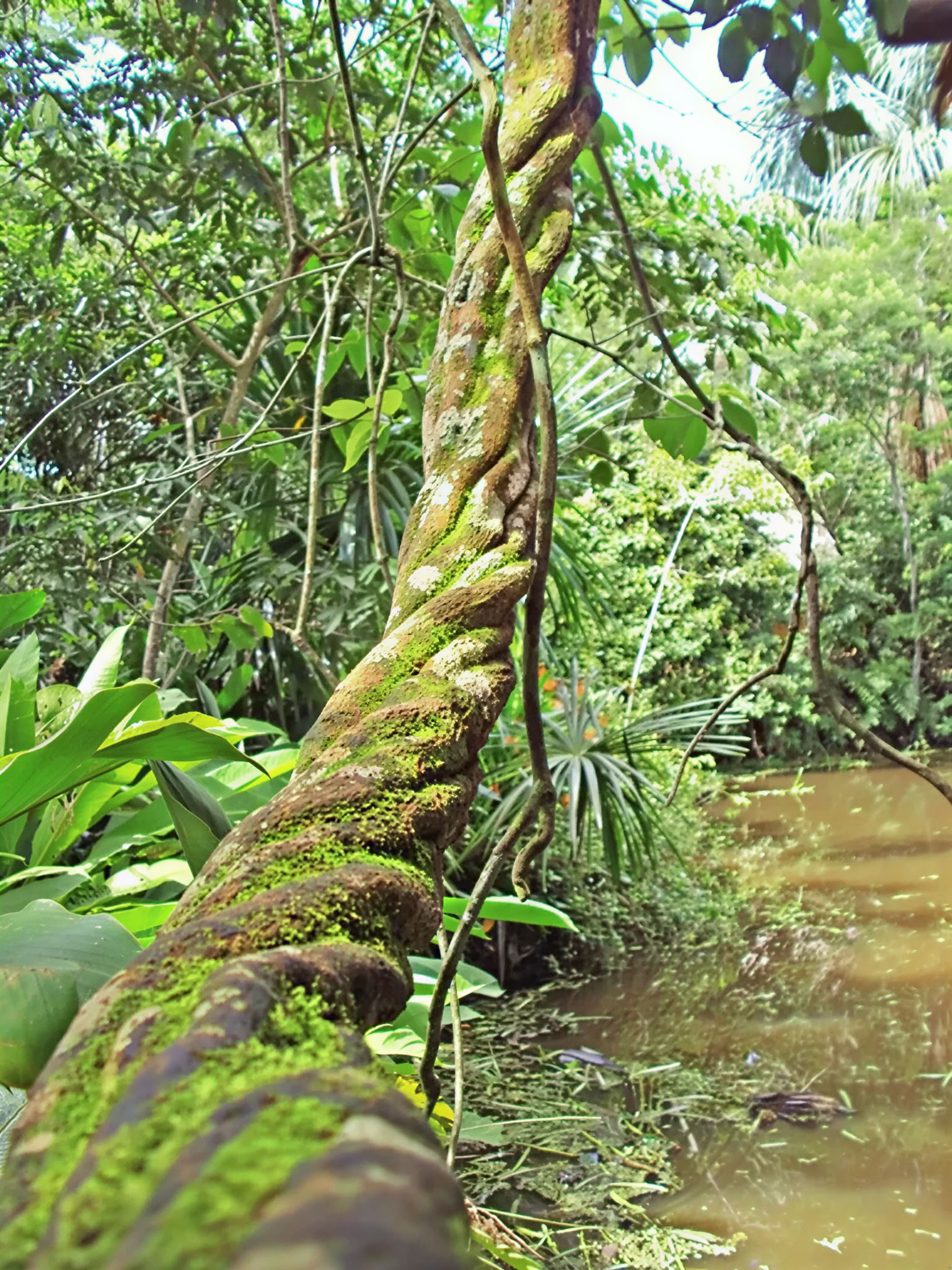 Grundläggande ayahuascaretreat