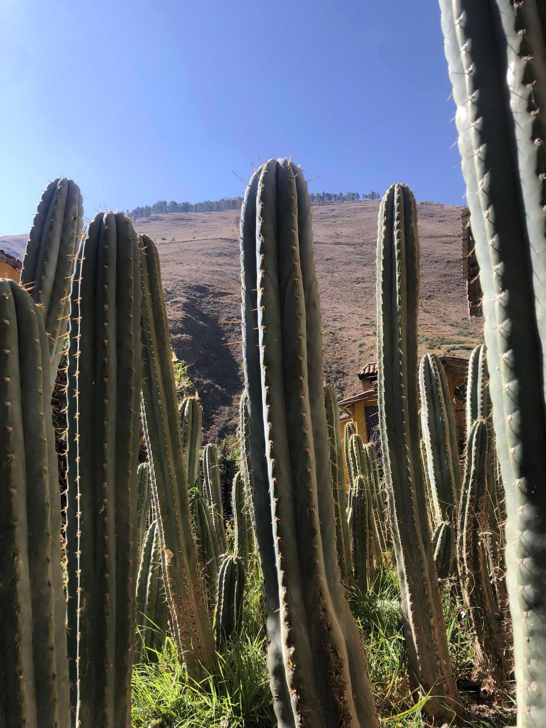 San Pedro-ceremoni