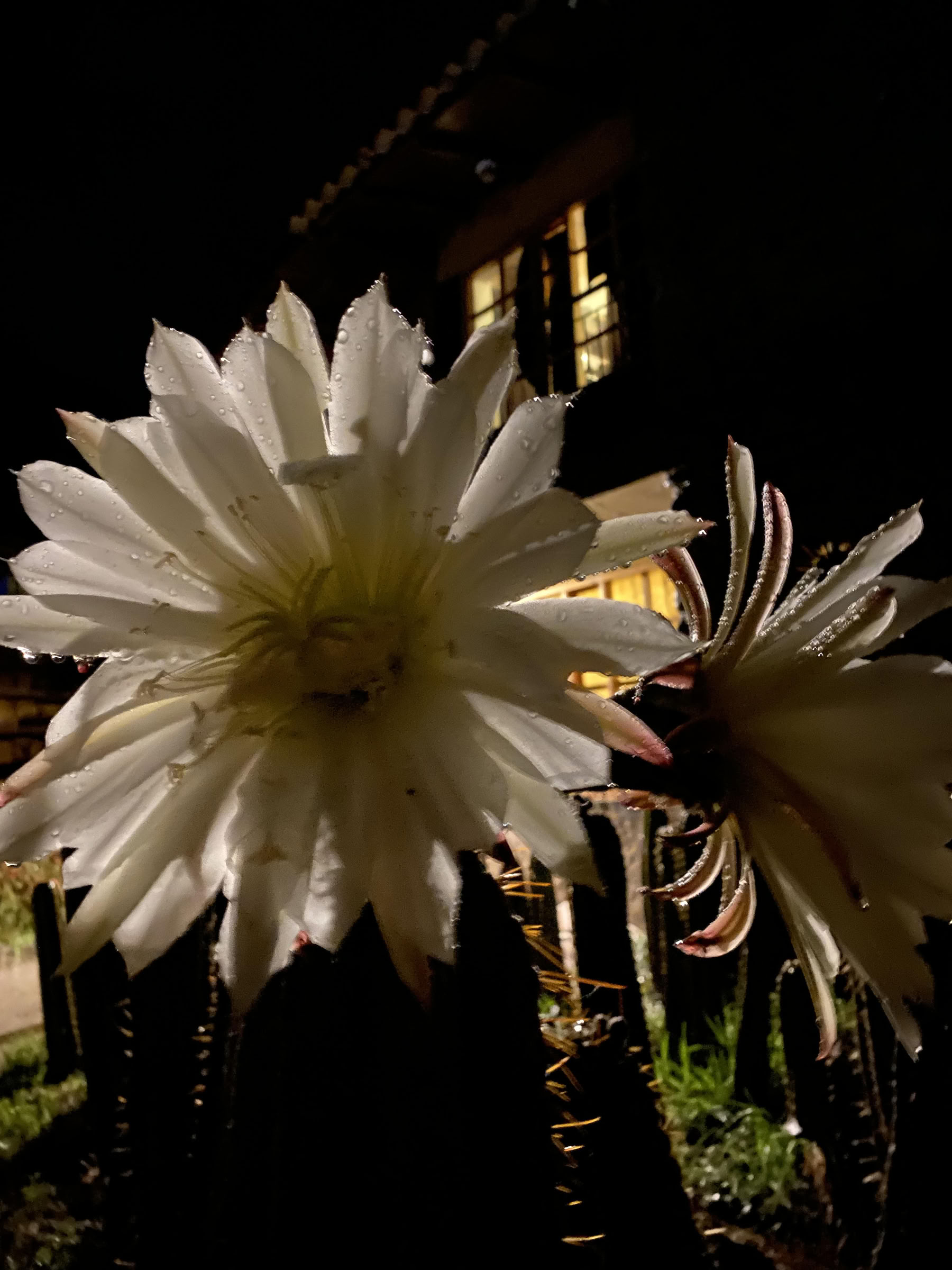 San Pedro-ceremoni