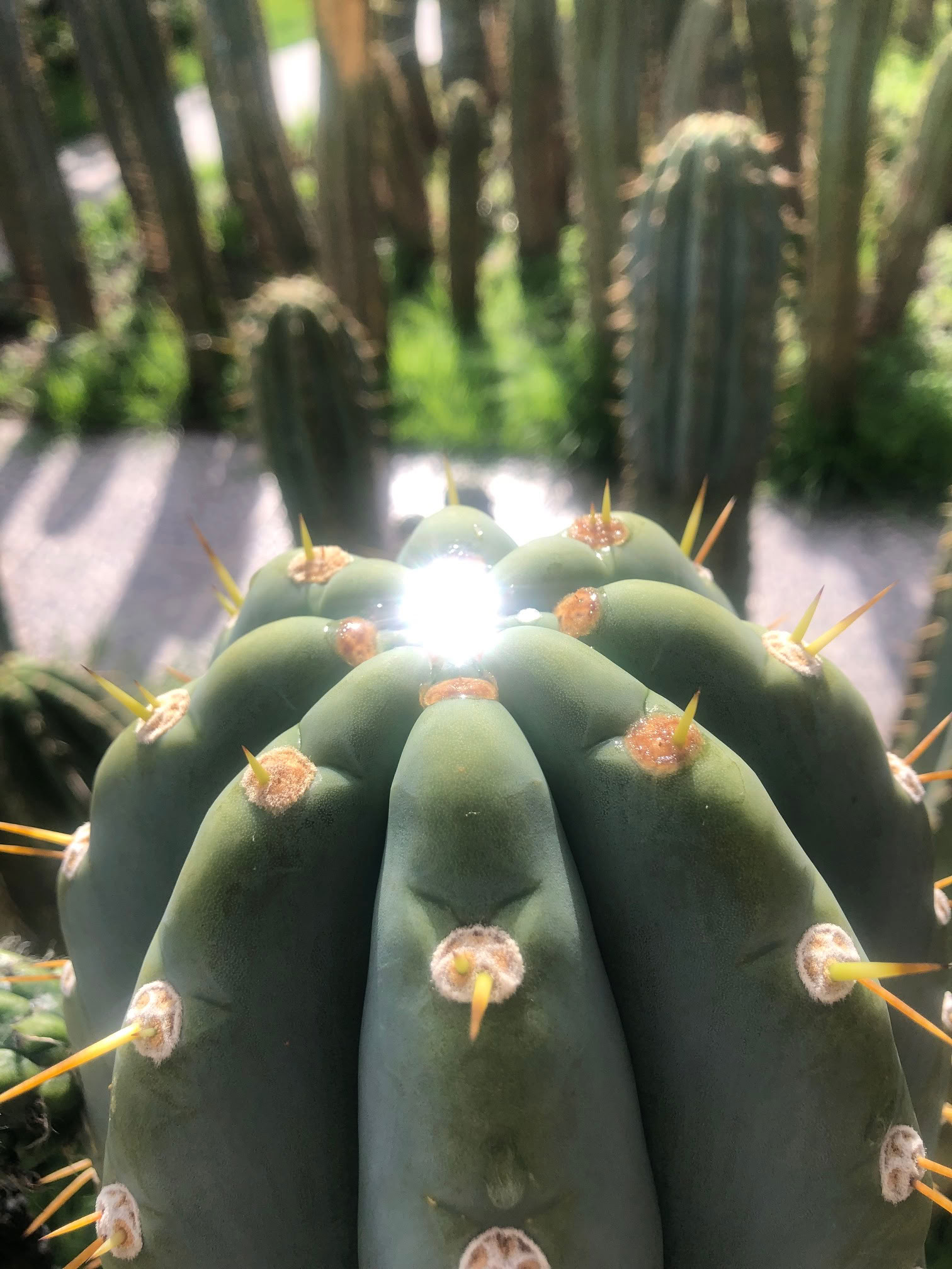 San Pedro-ceremoni