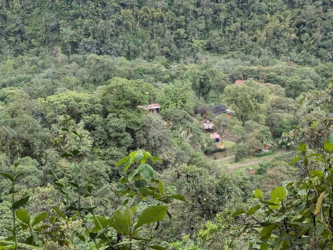 Ayahuasca-dagsceremoni på Hayulima naturreservat