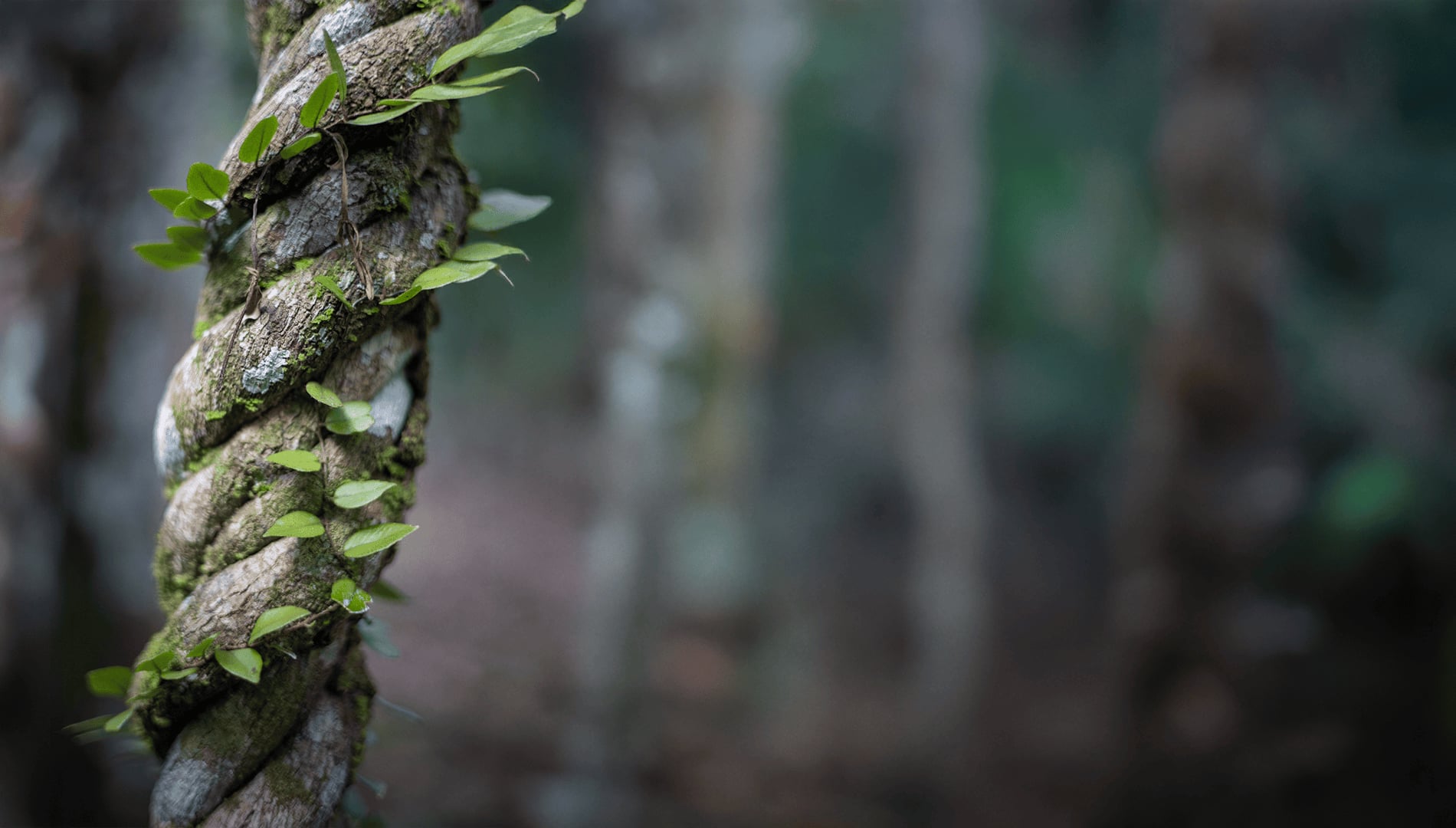 Ayahuasca helande retreat + 5-dagars integrationsretreat
