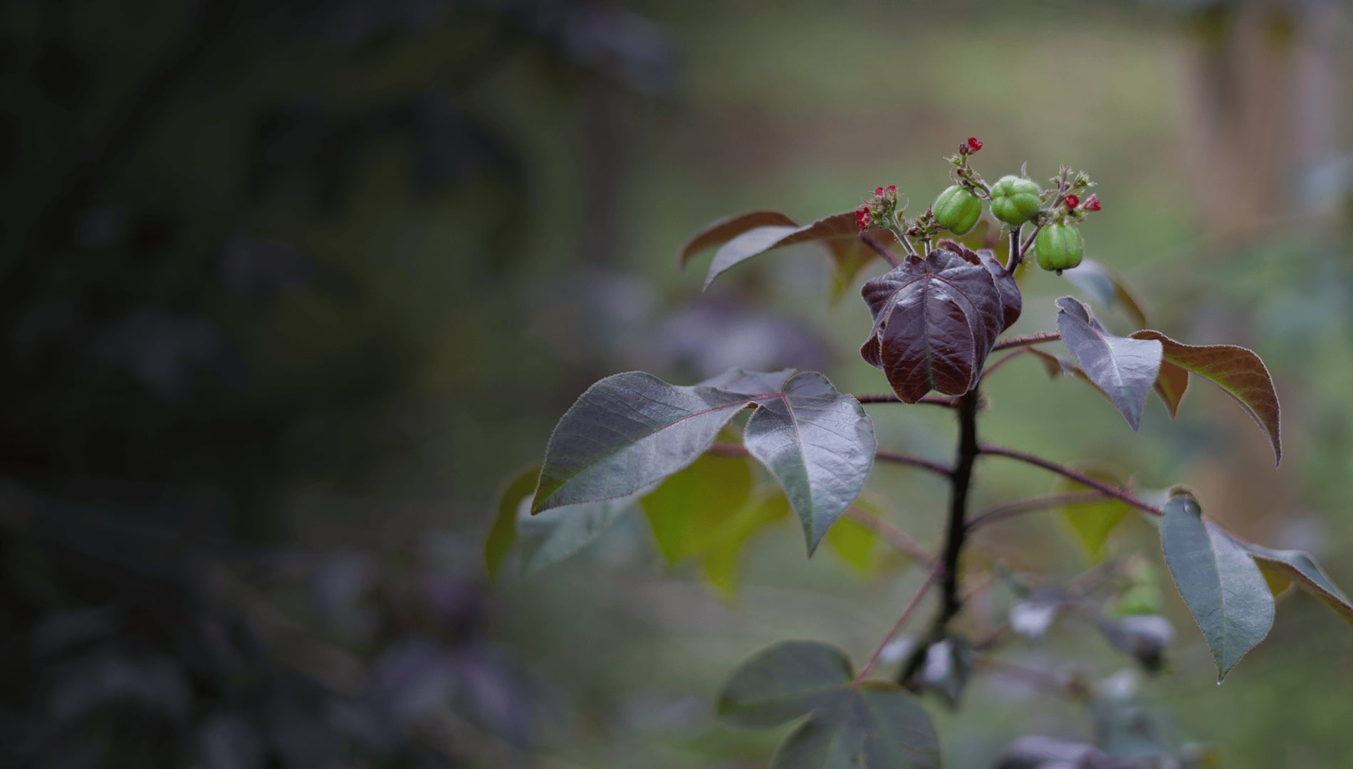 Ayahuasca helande retreat + 5-dagars integrationsretreat