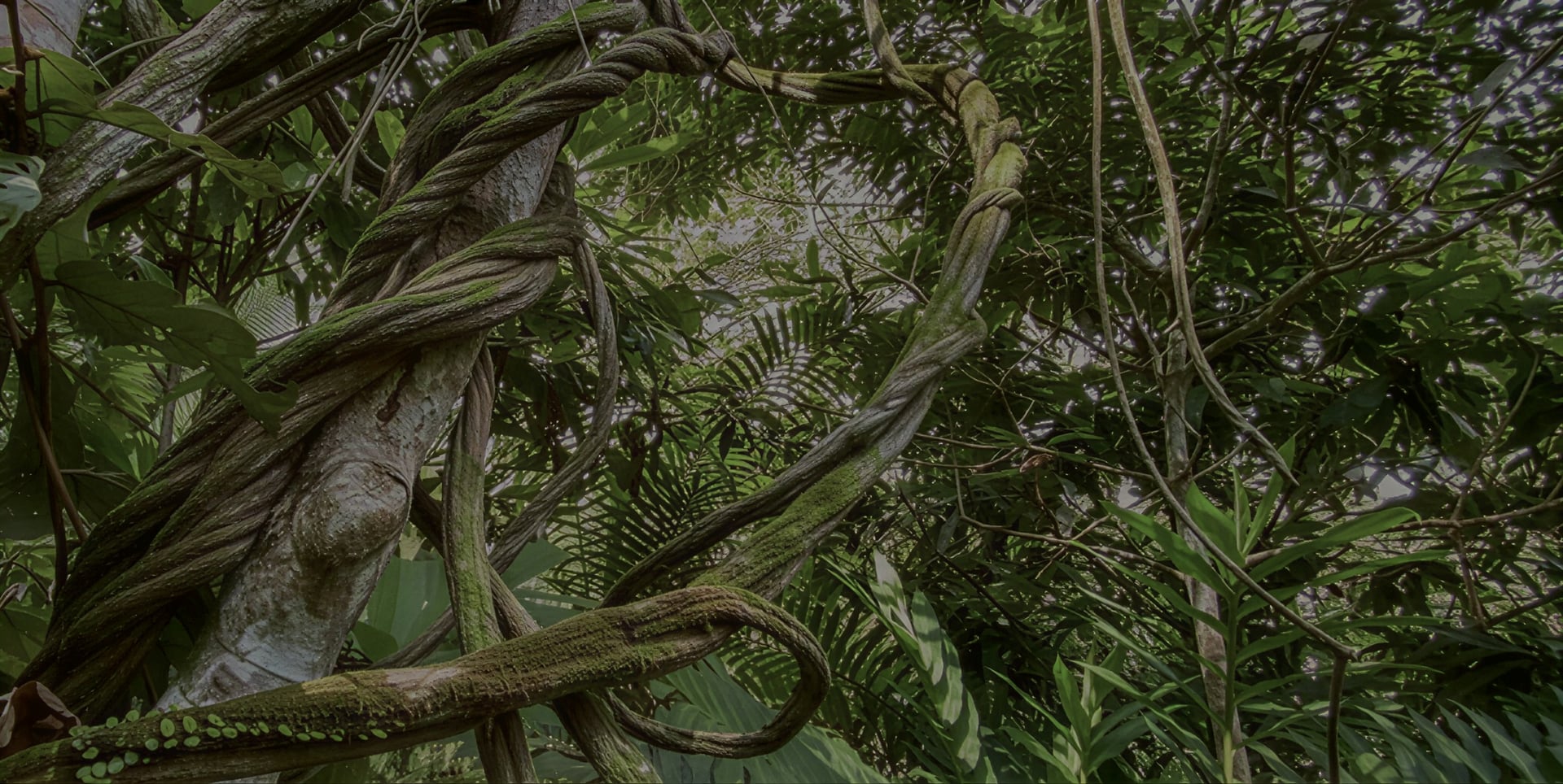 Ayahuasca helande retreat + 5-dagars integrationsretreat