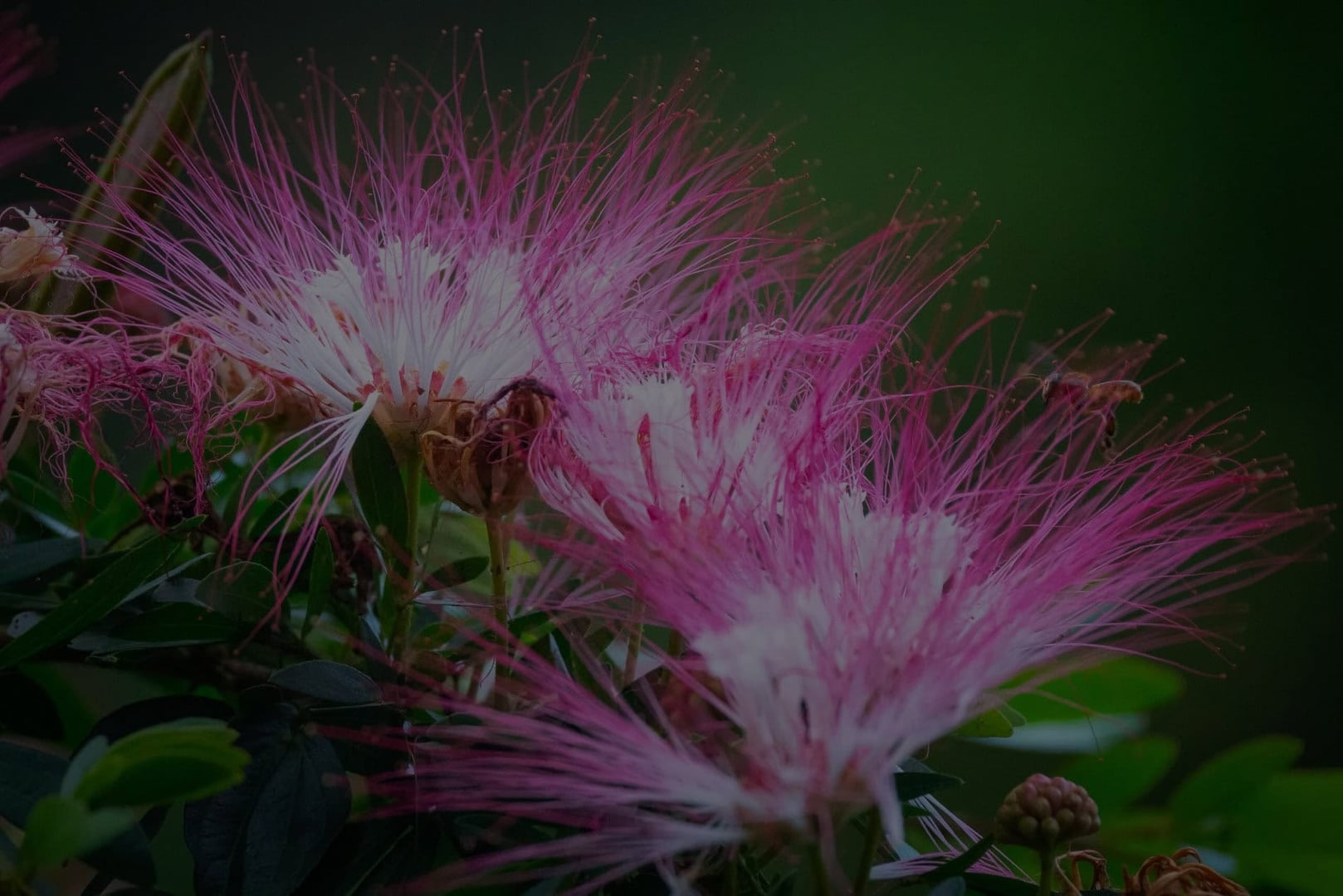 Kvinnors ayahuascahealingretreat