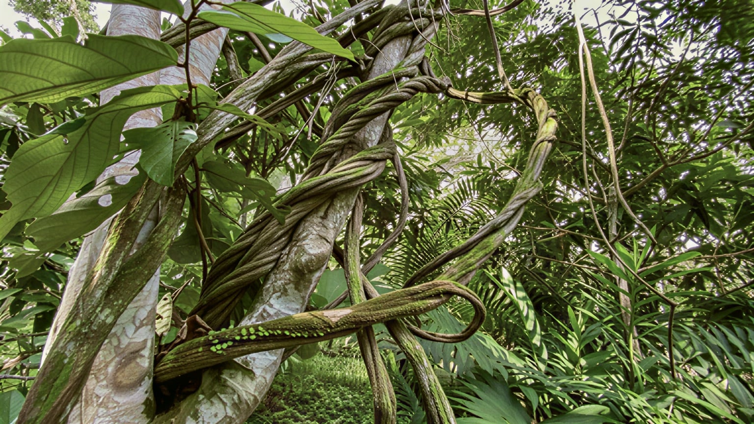 Kvinnors ayahuascahealingretreat