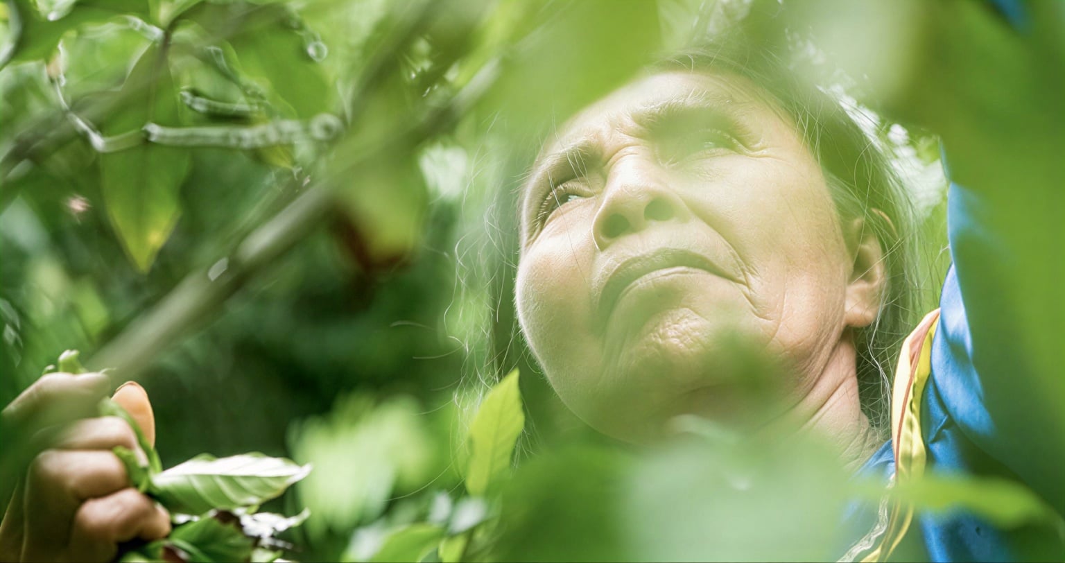 Kvinnors ayahuascahealingretreat