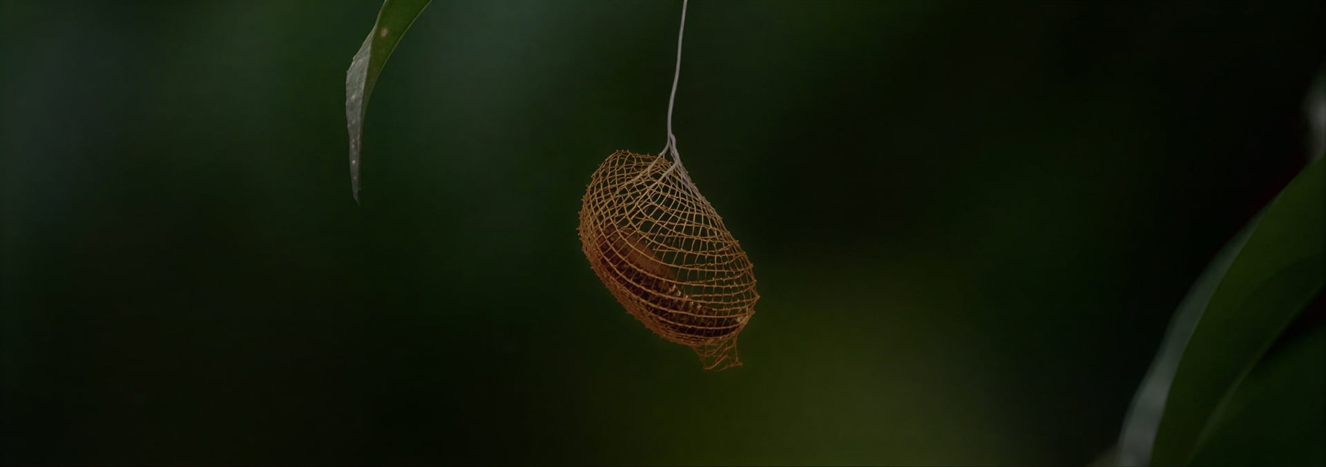 Kvinnors ayahuascahealingretreat