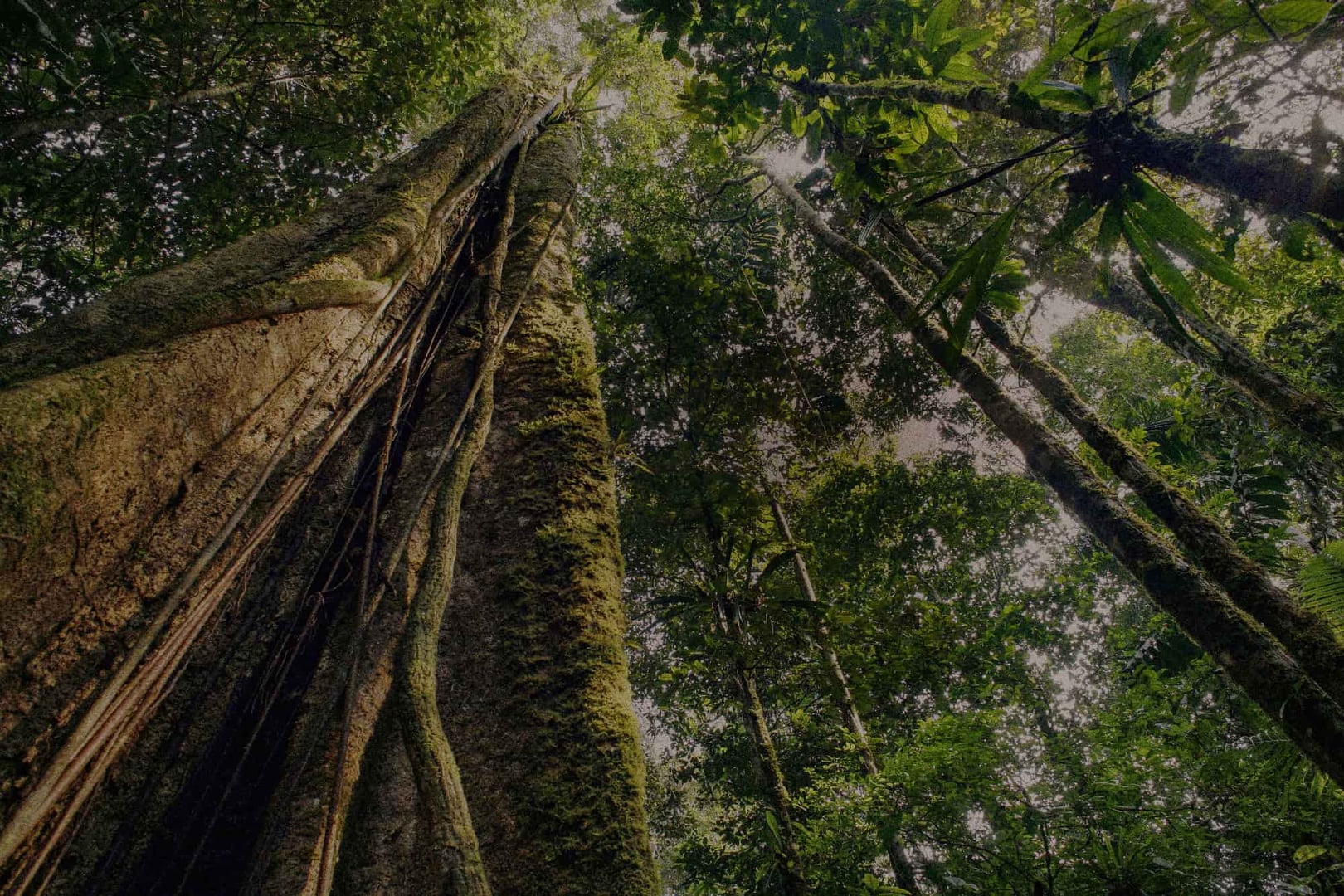 Kvinnors ayahuascahealingretreat