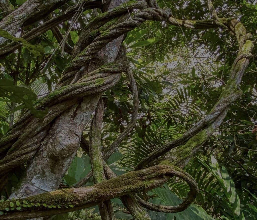 Kvinnors ayahuascahealingretreat
