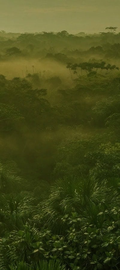 Kvinnors ayahuascahealingretreat