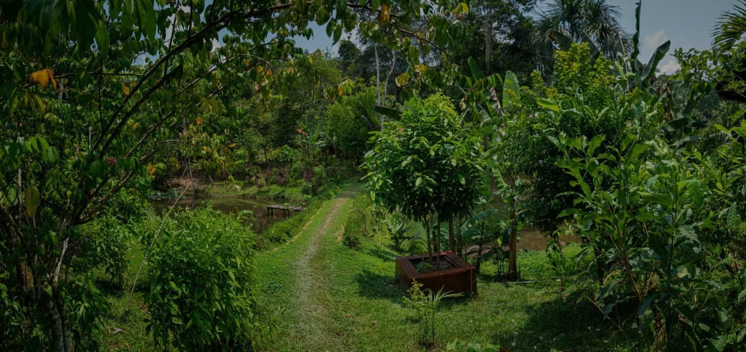 Kvinnors ayahuascahealingretreat