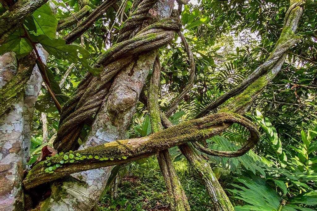 Kvinnors ayahuascahealingretreat