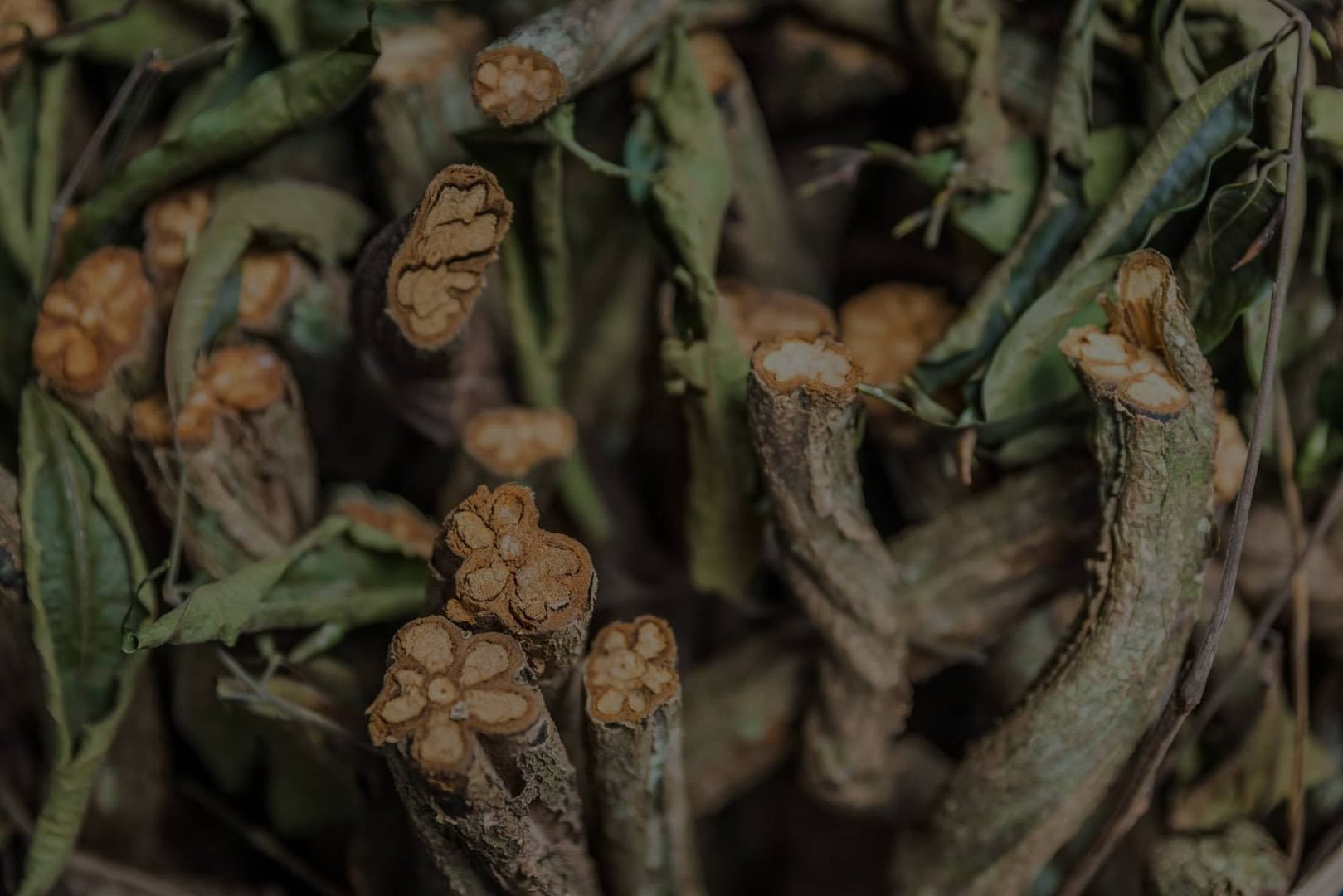 Retreat för vårdpersonal med ayahuasca 2026