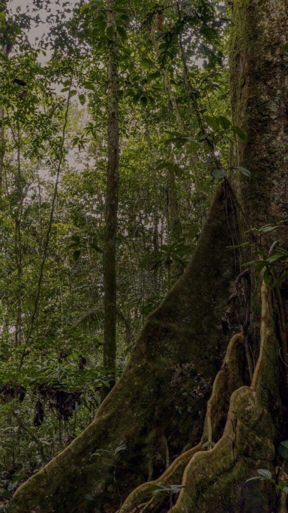 Retreat för vårdpersonal med ayahuasca 2026