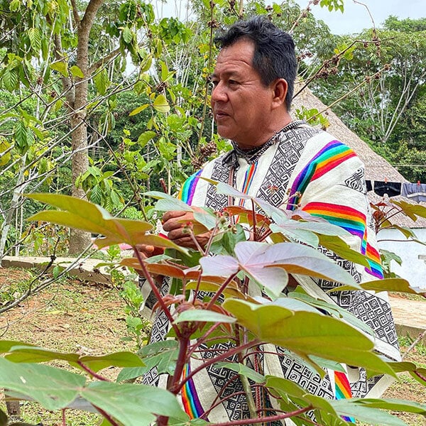 8-veckors ayahuascainitiationskurs