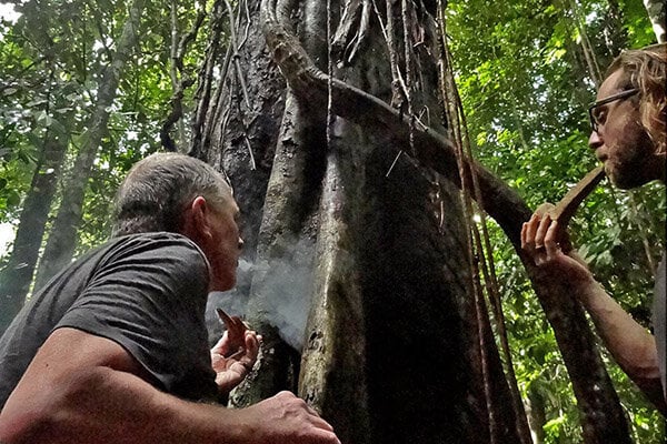 8-veckors ayahuascainitiationskurs