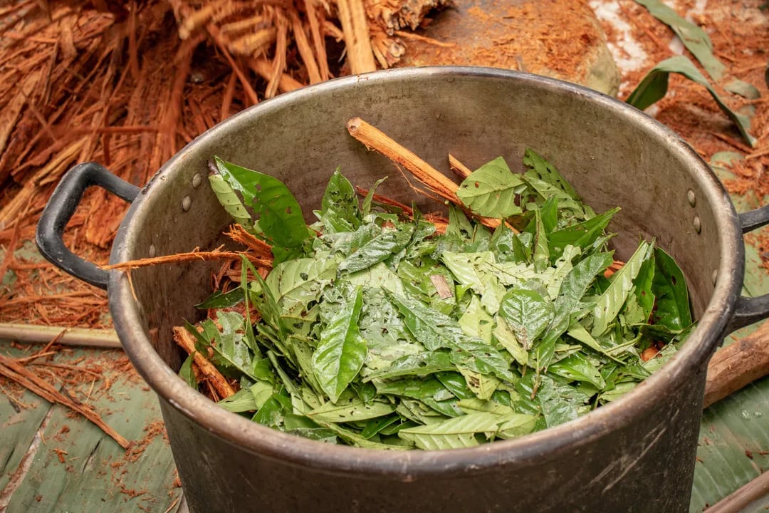 Ayahuasca-ceremoni
