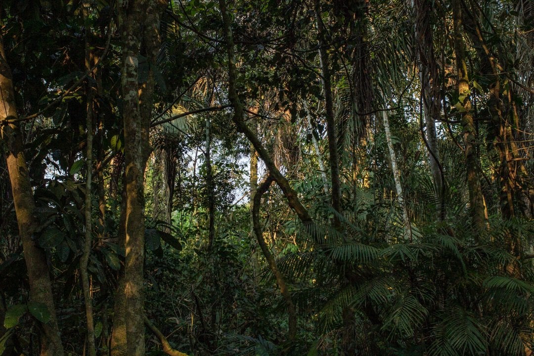 Ayahuasca-ceremoni