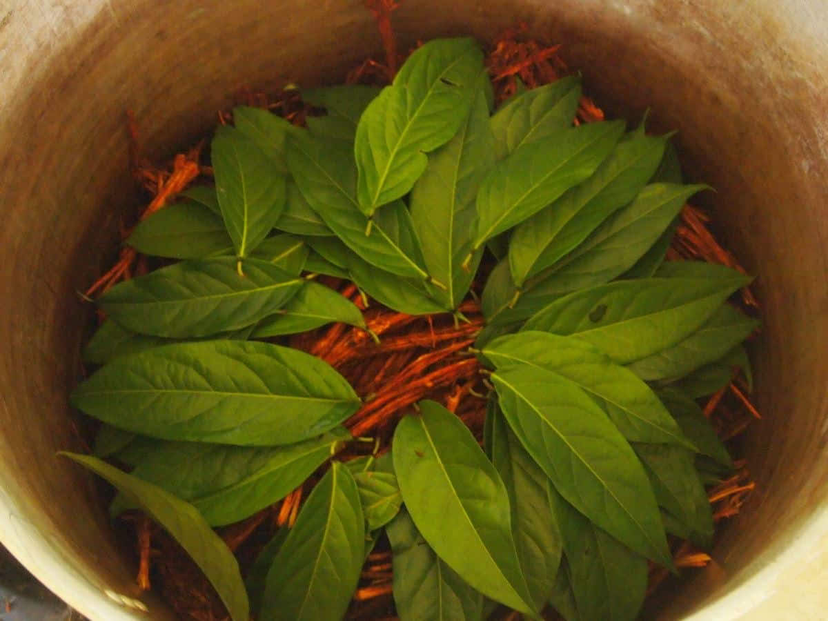 5-dagars ayahuascaretreat i Ecuador