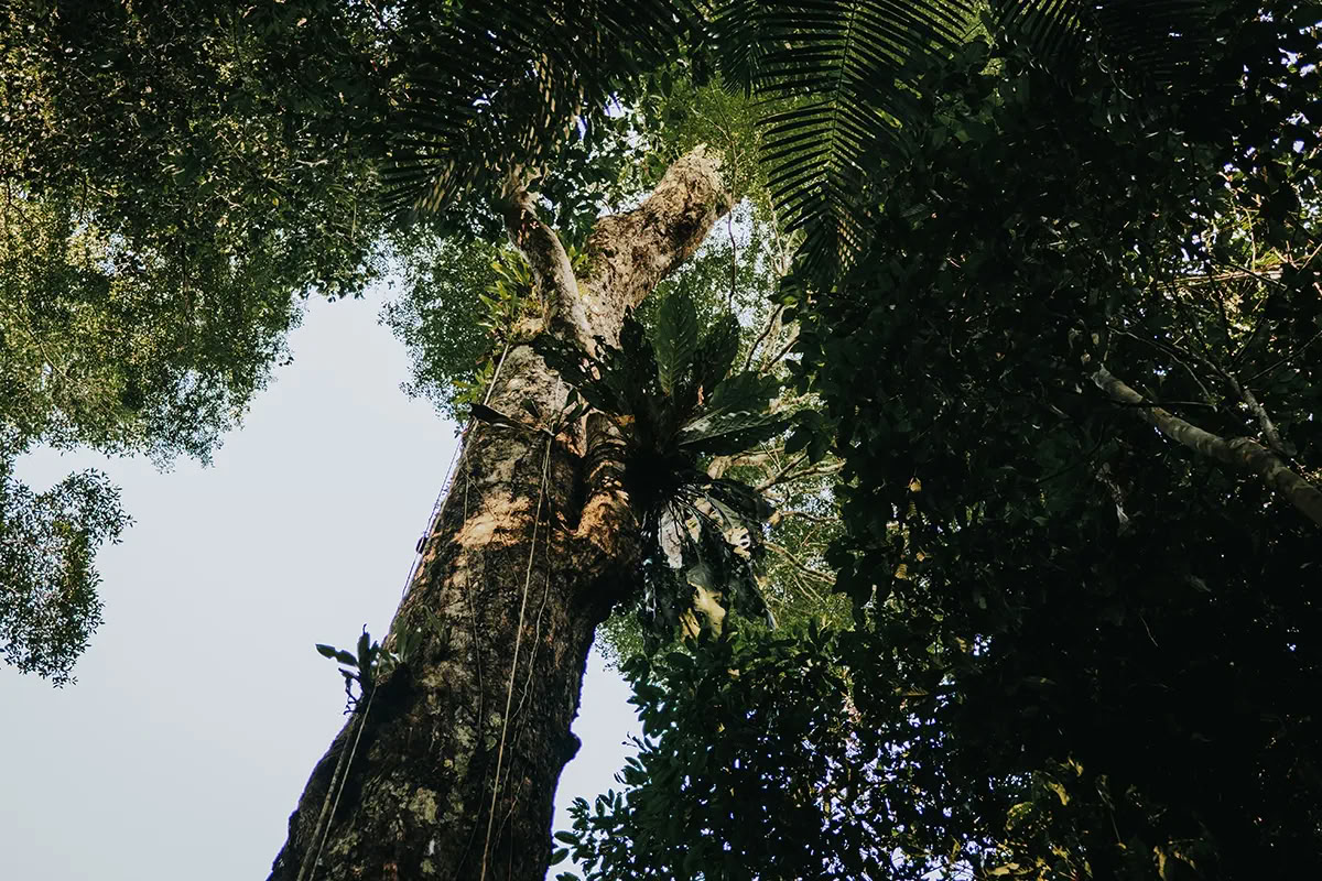 11-dagars ayahuasca-retreat i Peru – 31 augusti–10 september 2026 | Shipibo-healing och integration