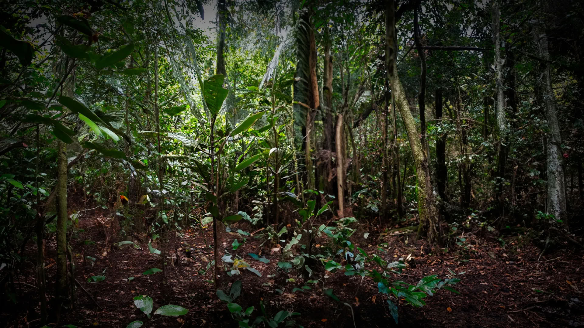 11-dagars ayahuasca-retreat i Peru – 31 augusti–10 september 2026 | Shipibo-healing och integration