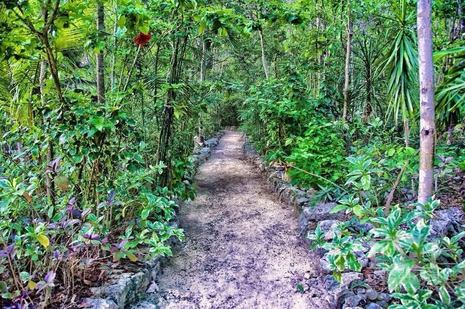 Ayahuasca-retreat i Mexiko