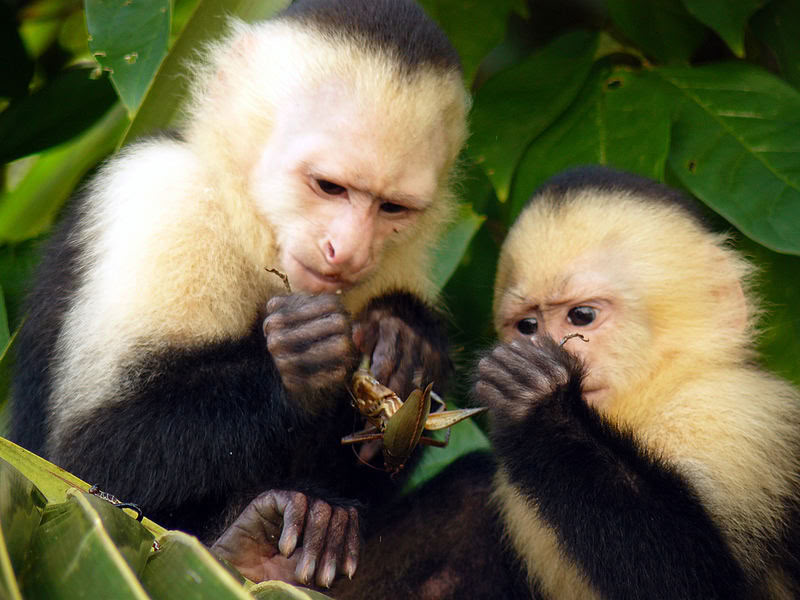 Dagsutflykt till Manuel Antonio (en dagsutflykt från San Jose)