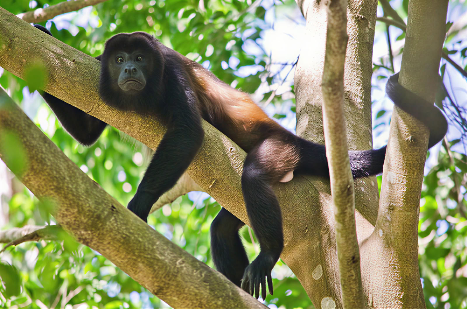 Dagsutflykt till Manuel Antonio (en dagsutflykt från San Jose)