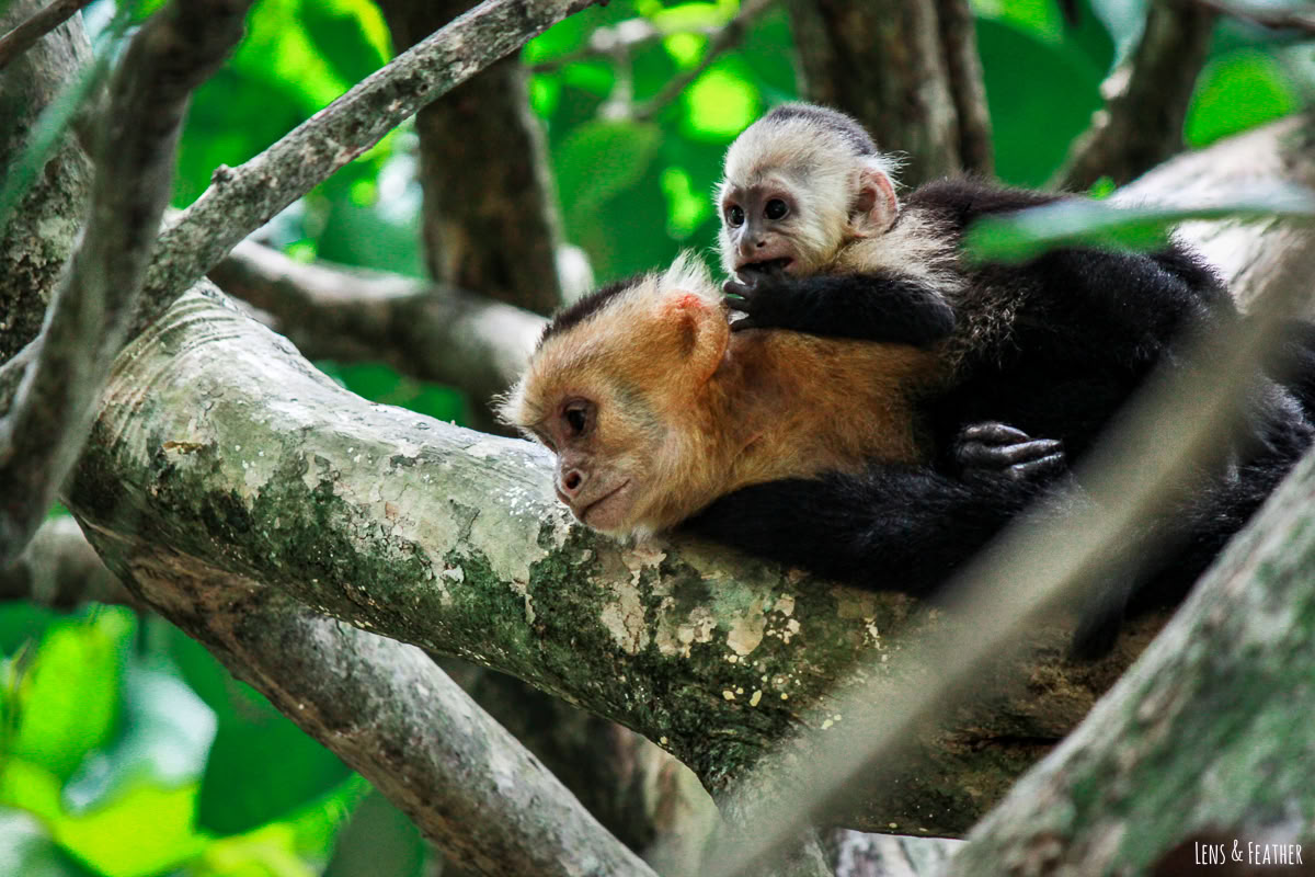 Dagsutflykt till Manuel Antonio (en dagsutflykt från San Jose)