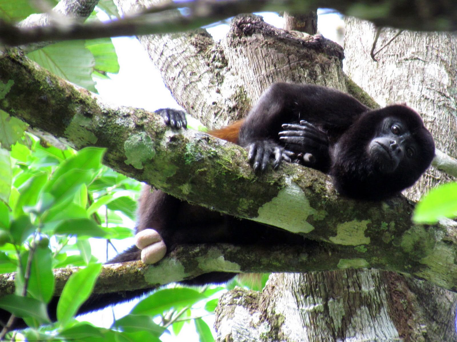 Dagsutflykt till Manuel Antonio (en dagsutflykt från San Jose)