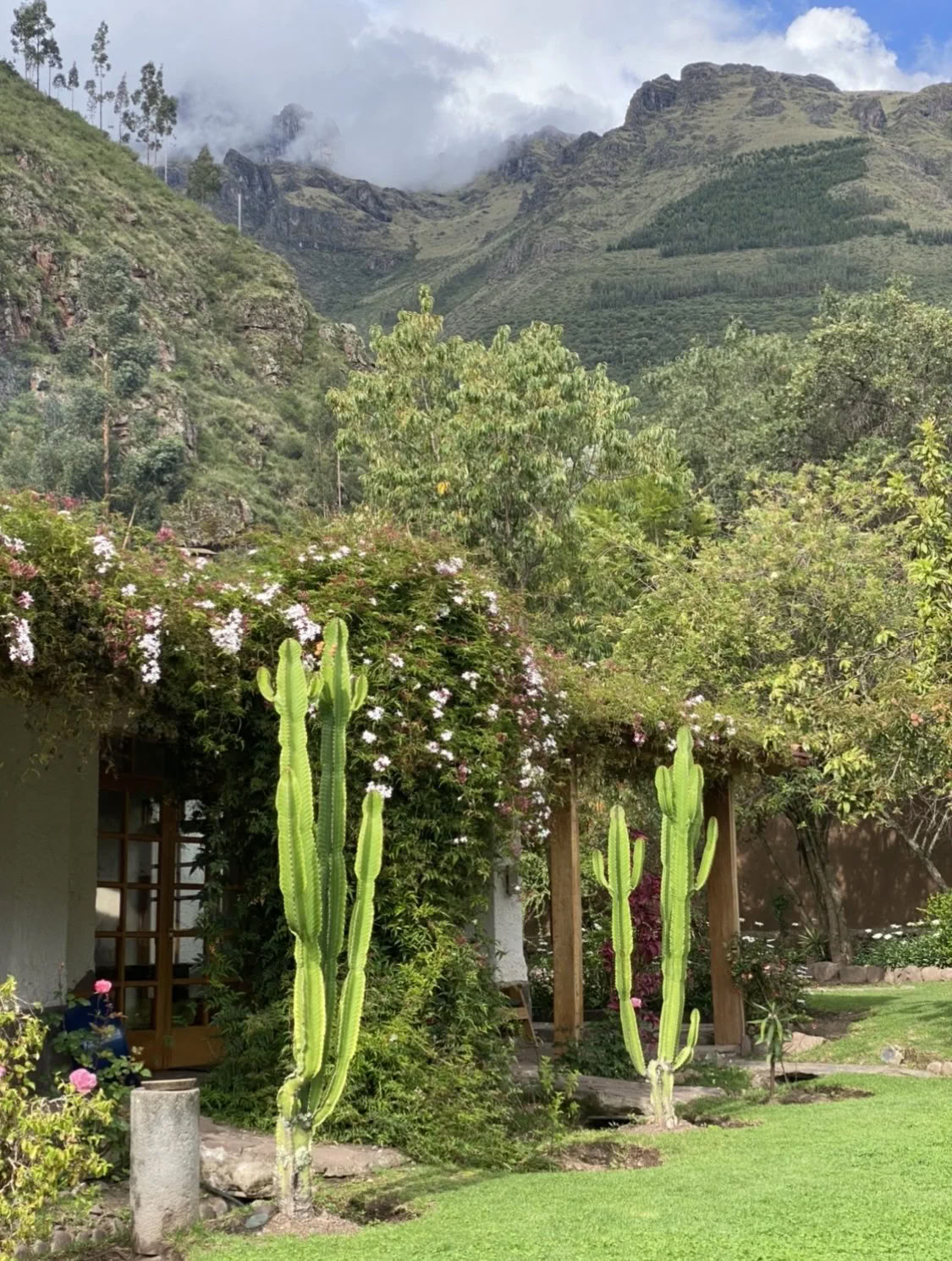 Kvinnors ayahuasca-retreat
