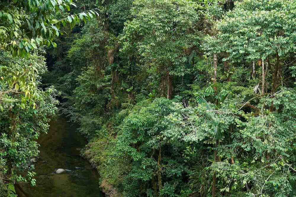 Ayahuasca-initieringsretreat: 7- och 14-dagars – 10–31 januari 2027