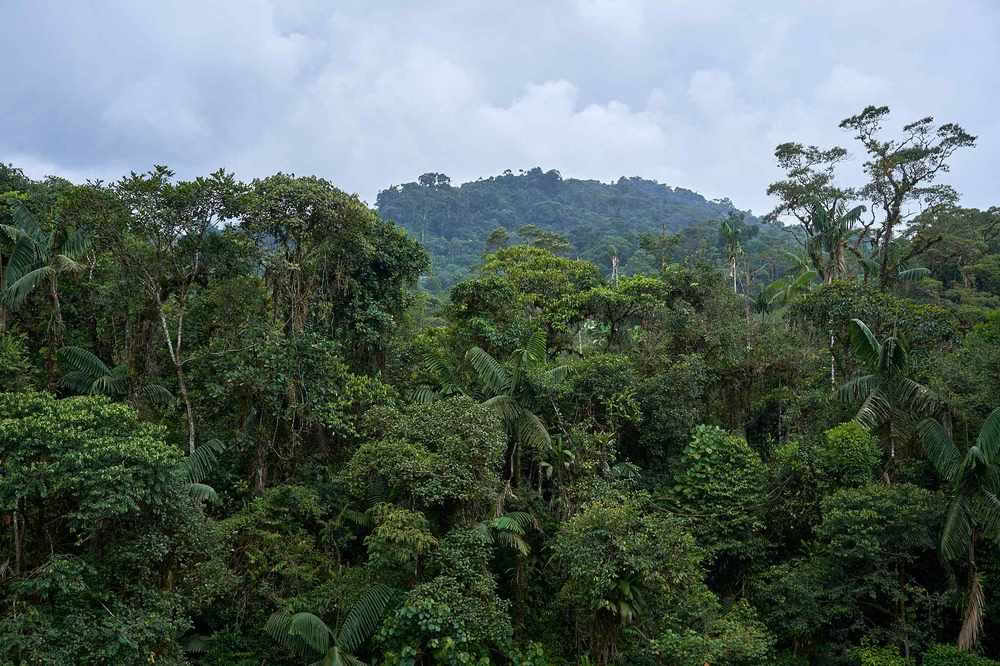Ayahuasca initieringsretreat: 7- och 14-dagars – 3–24 februari 2027
