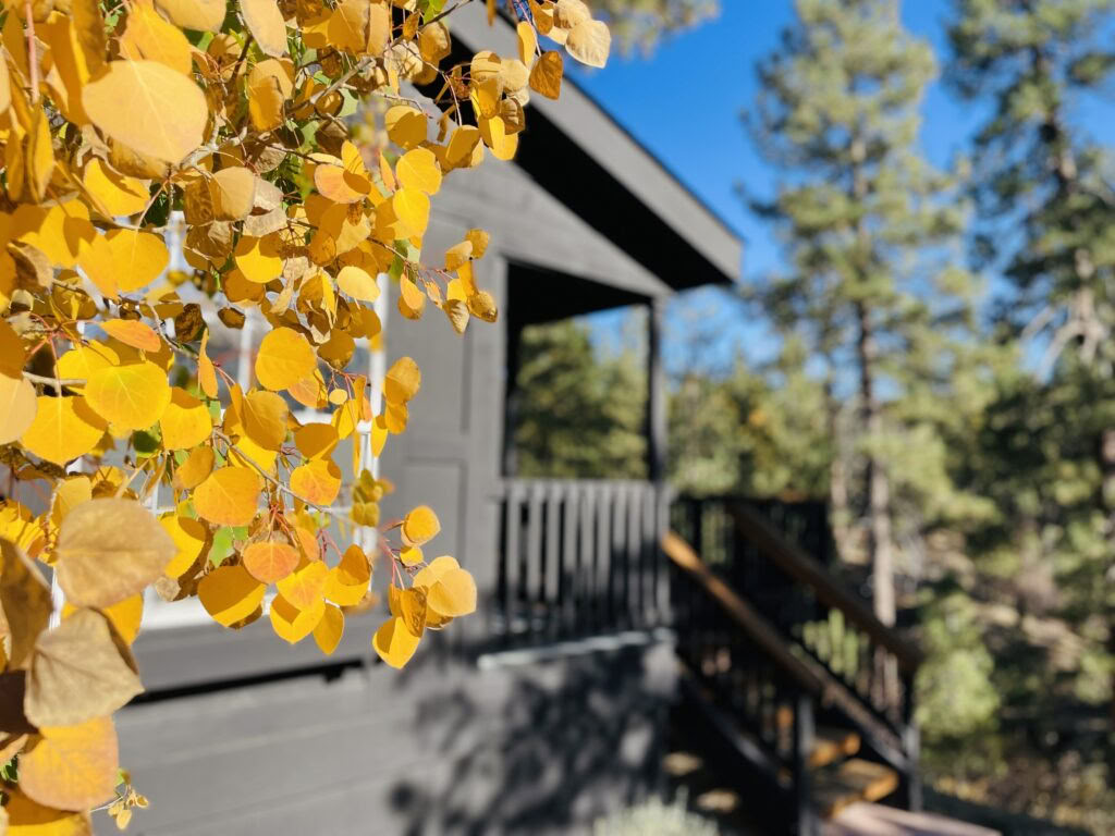 Sakta ner, öppna dig, hör hemma: meditationsretreat med insikt och kärleksfull vänlighet