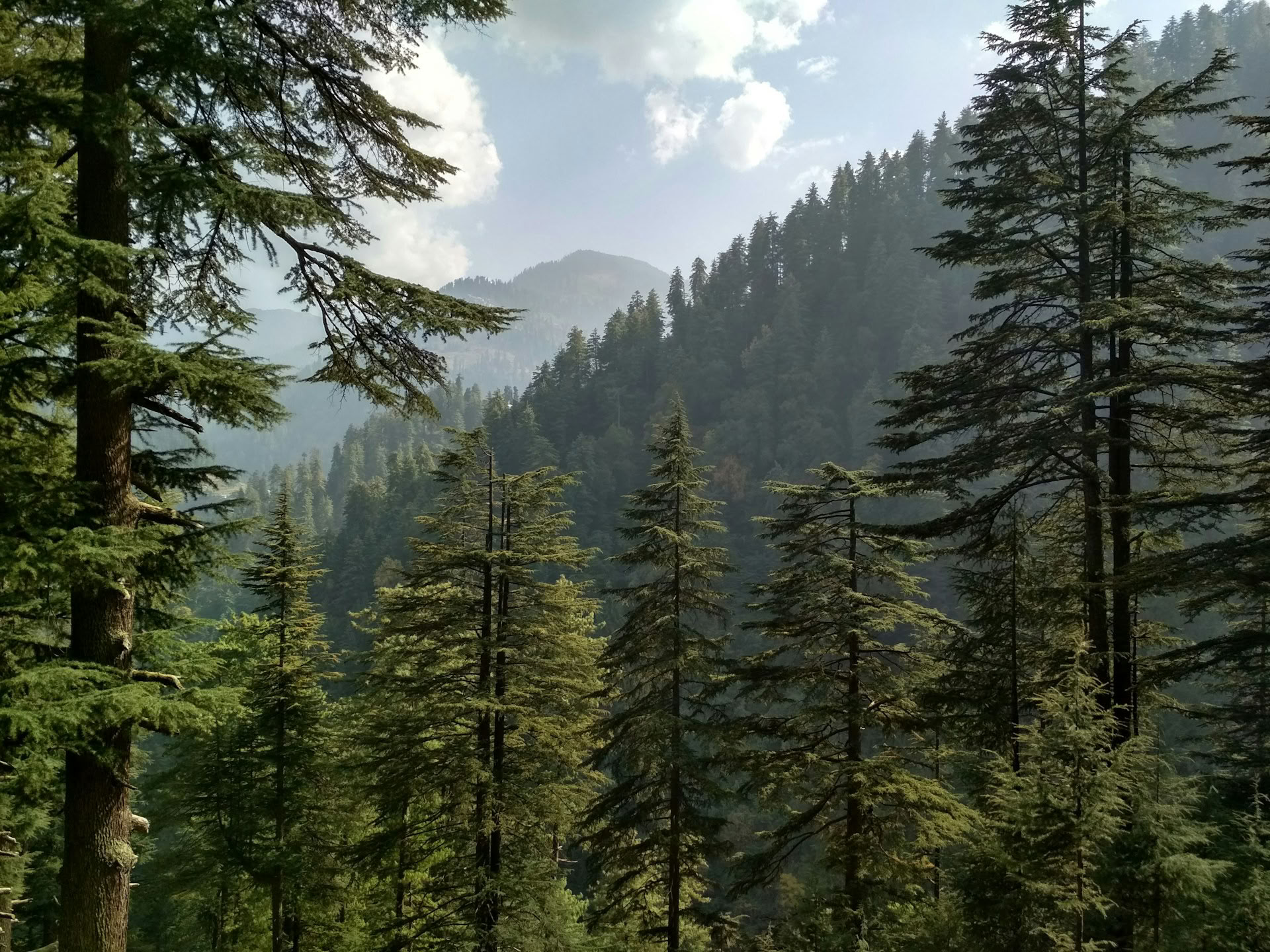 Skogsstigar till gömda byar: Himalayaretreat i Sojha, Tirthan och Sonaugi